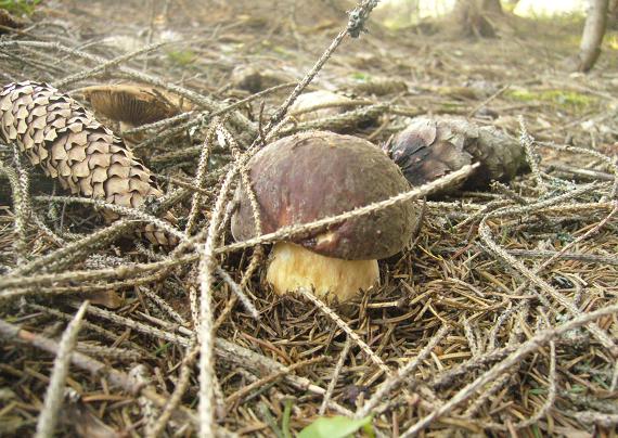 hríb sosnový Boletus pinophilus Pil. et Dermek in Pil.