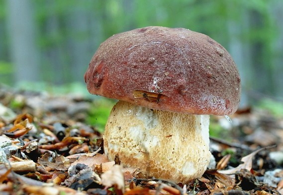 hríb sosnový Boletus pinophilus Pil. et Dermek in Pil.