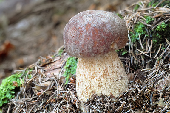 hríb dubový  Boletus reticulatus Schaeff.