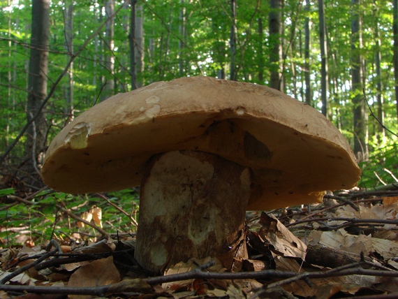 hríb dubový Boletus reticulatus Schaeff.