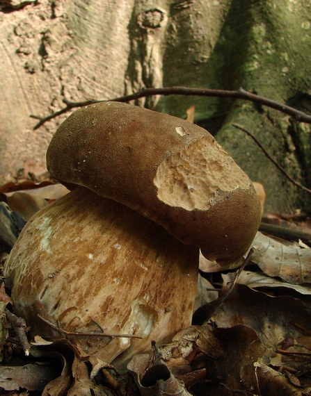 hríb dubový Boletus reticulatus Schaeff.