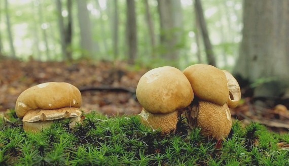 hríb dubový Boletus reticulatus Schaeff.