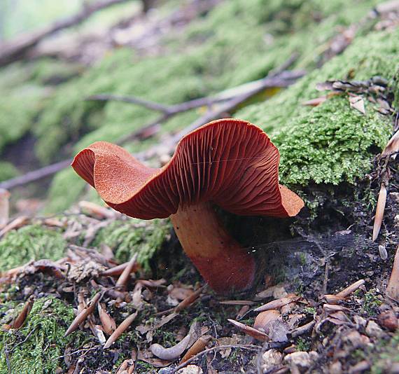 pavučinovec rumelkový Cortinarius cinnabarinus Fr.