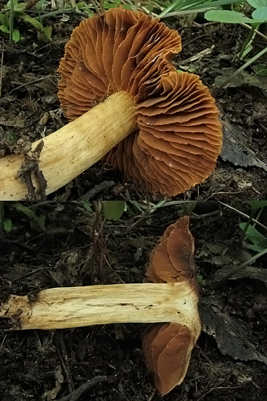 pavučinovec   Cortinarius sp.