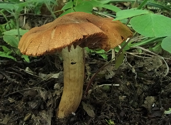 pavučinovec   Cortinarius sp.