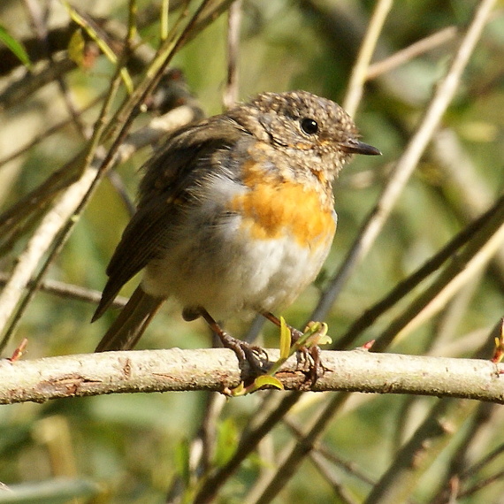 červienka obyčajná Erithacus rubecula