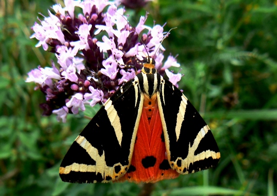 spriadač kostihojový Euplagia quadripunctaria