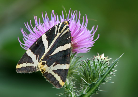 spriadač kostihojový Euplagia quadripunctaria