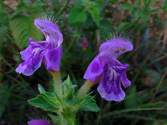 konopnica páperistá ? Galeopsis pubescens Besser