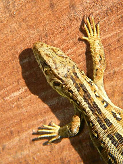 jašterica obyčajná - krátkohlavá Lacerta agilis agilis