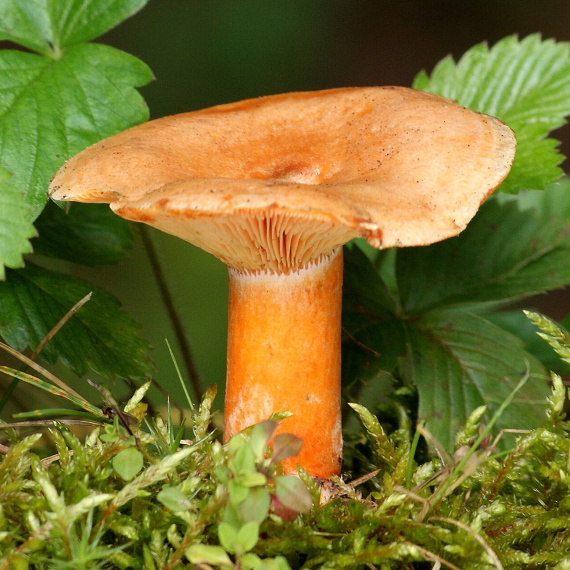 rýdzik smrekový Lactarius deterrimus Gröger