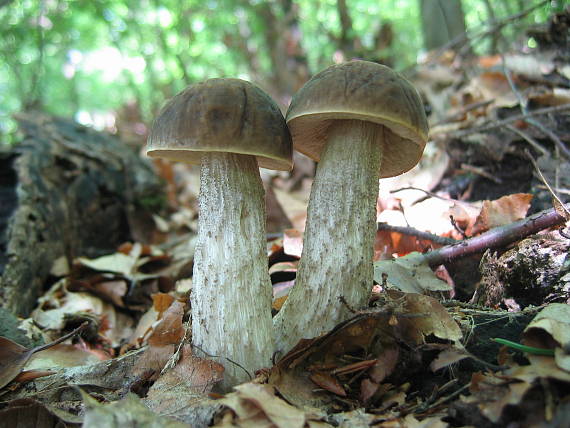 kozák hrabový Leccinum pseudoscabrum (Kallenb.) Šutara