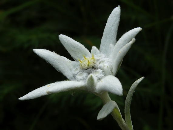 plesnivec alpínsky Leontopodium alpinum Cass.