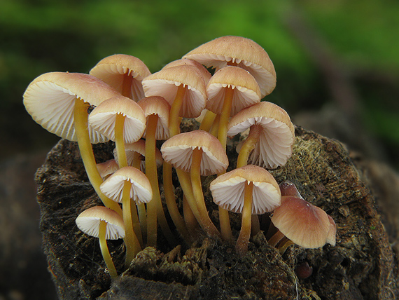 prilbička žltohlúbiková Mycena renati Quél.