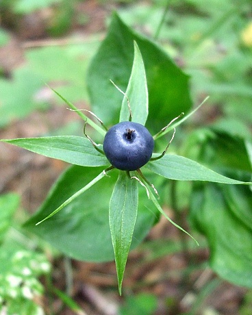 vranie oko štvorlisté Paris quadrifolia L.