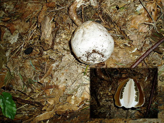 hadovka smradľavá Phallus impudicus L.