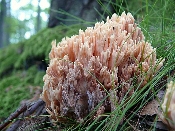 strapačka Ramaria sp.