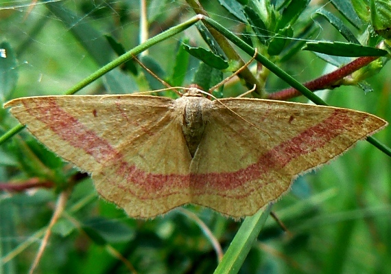 piadica prútnatcová Rhodostrophia vibicaria