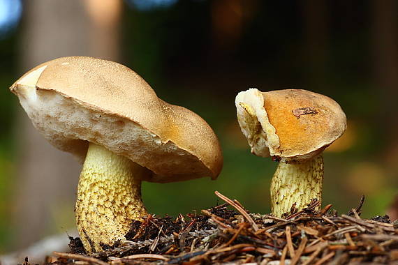 podhríb žlčový Tylopilus felleus (Bull.) P. Karst.