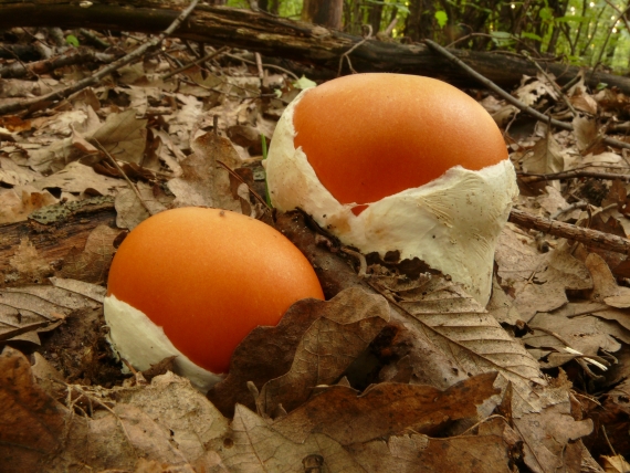 muchotrávka cisárska Amanita caesarea (Scop.) Pers.