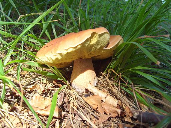 hríb smrekový Boletus edulis Bull.