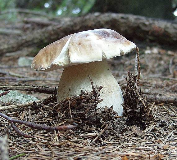 hríb smrekový Boletus edulis Bull.