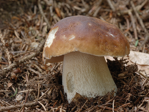 hríb smrekový Boletus edulis Bull.