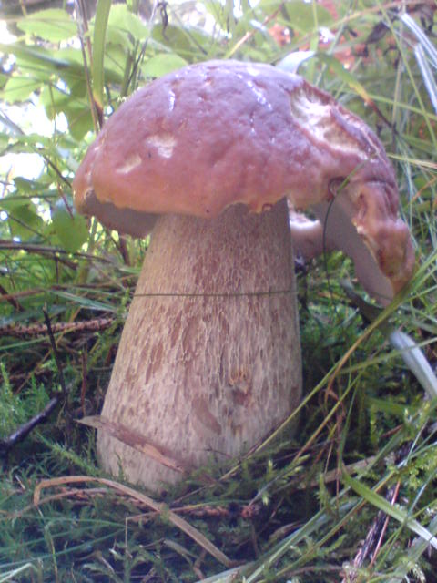 hríb Smrekový Boletus edulis Bull.