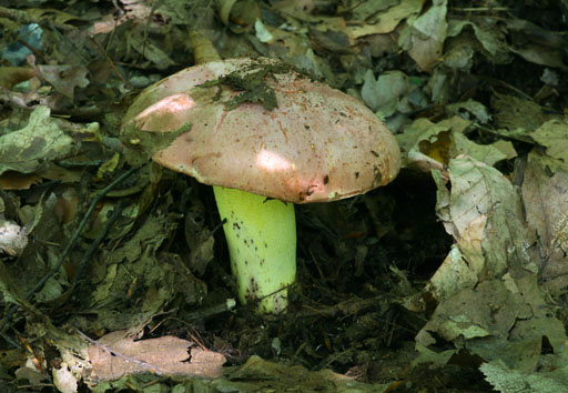 hríb kráľovský Butyriboletus regius (Krombh.) D. Arora & J.L. Frank