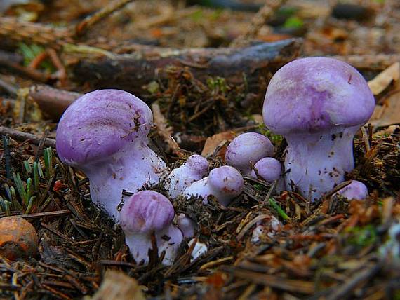 pavučinovec Cortinarius sp.