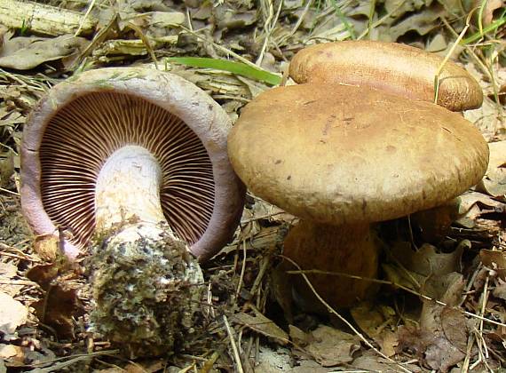 pavučinovec Cortinarius sp.