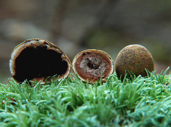 srnka obyčajná Elaphomyces granulatus Fr.