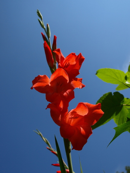 gladiol Gladiolus