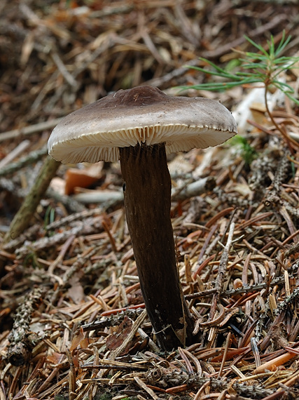 rýdzik čiernozamatový Lactarius lignyotus Fr.