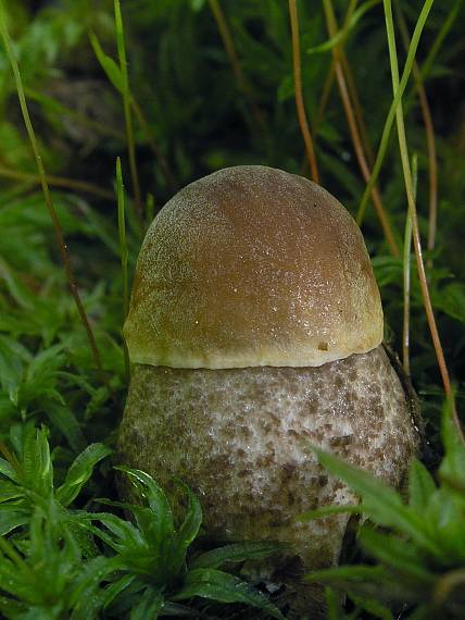 kozák hrabový Leccinum pseudoscabrum (Kallenb.) Šutara