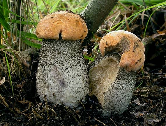 kozák žltooranžový Leccinum versipelle (Fr. & Hök) Snell