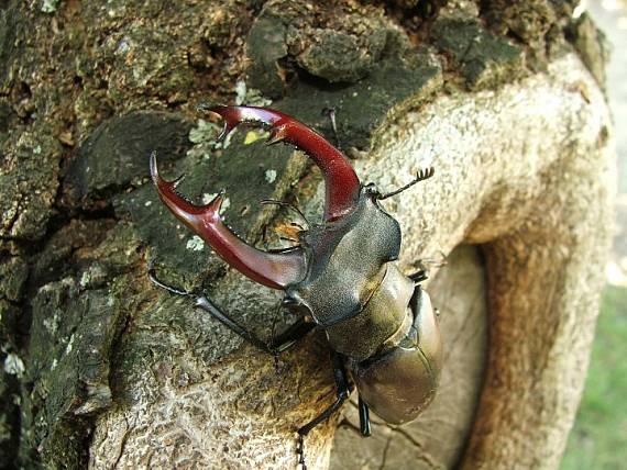 roháč veľký Lucanus cervus