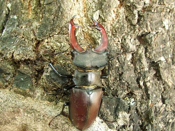 roháč veľký Lucanus cervus