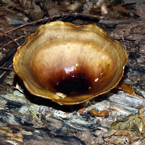 trúdnik Polyporus sp.