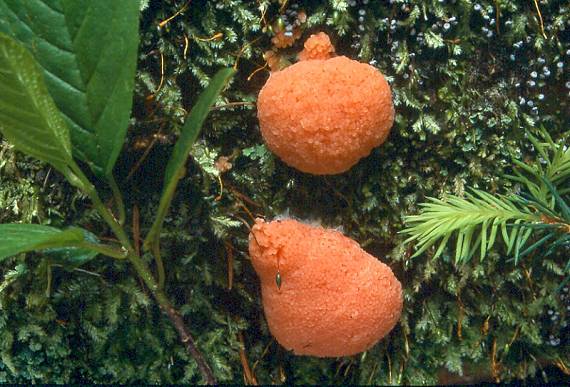 rourkovka rezavá - Jahodník sasankovitý Tubifera ferruginosa  (Batsch) J.F. Gmel.