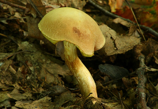 suchohríb plstnatý Xerocomus subtomentosus L.