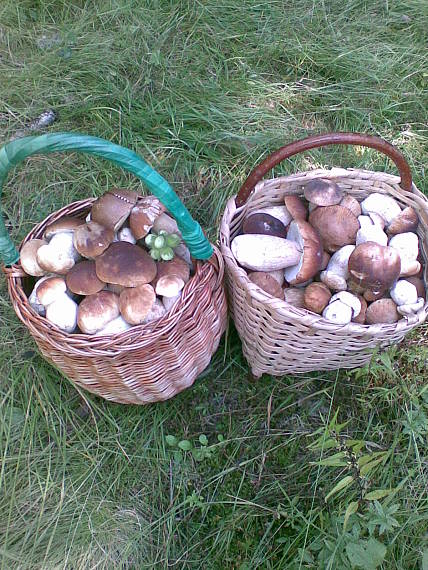 výsledok včerajšej vychádzky vo Važci Boletus edulis Bull.