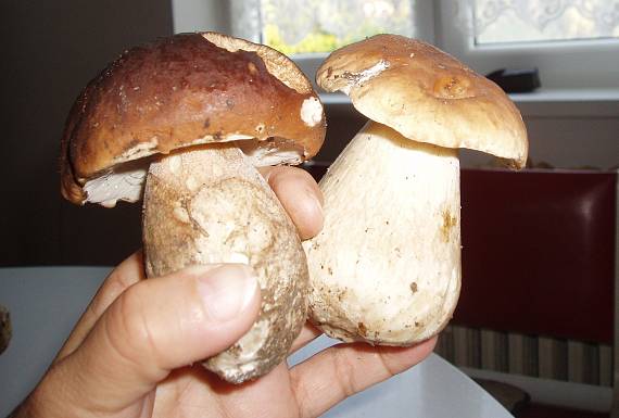 hríb smrekový Boletus edulis Bull.