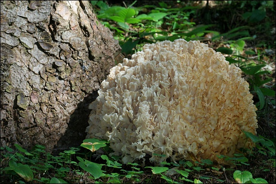 kučierka jedľová Sparassis brevipes Krombh.