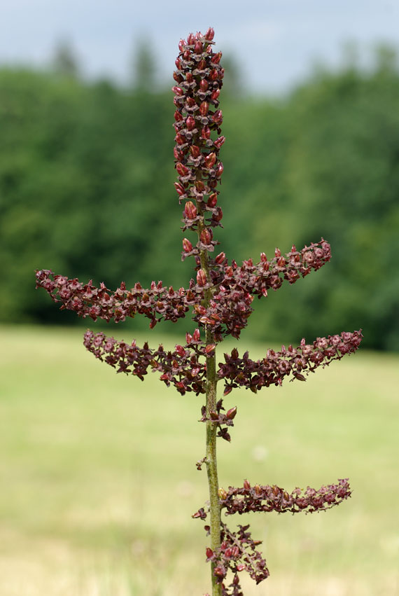 kýchavica čierna - kýchavice černá Veratrum nigrum L.