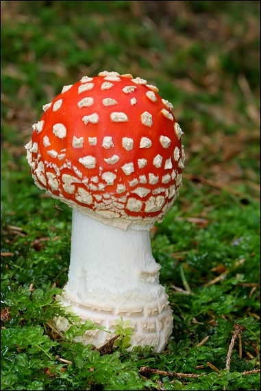 muchotrávka červená Amanita muscaria (L.) Lam.