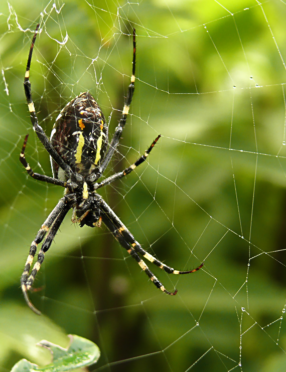 križiak pásavý  Argiope bruennichi