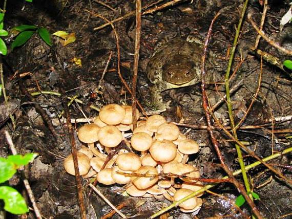 podpňovka bezprstencová+Ropucha Armillaria socialis