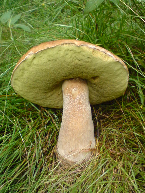 hríb smrekový Boletus edulis Bull.