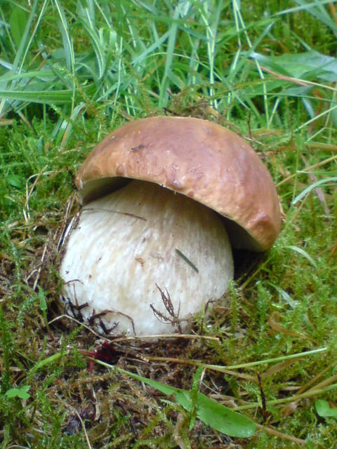 hríb smrekový Boletus edulis Bull.